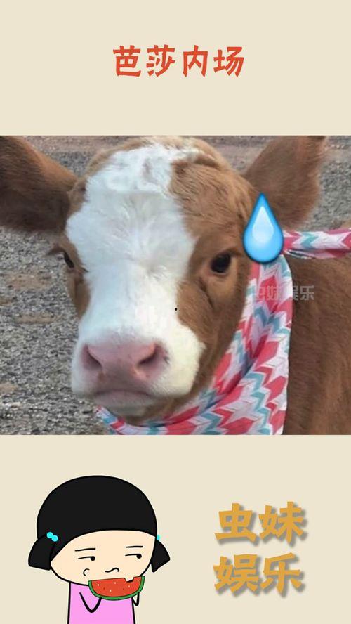 抖音娱乐吃瓜君是谁